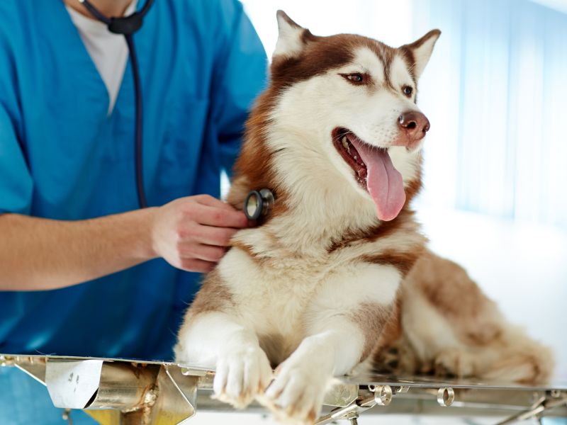 large dog on an exam table being examined by vet
