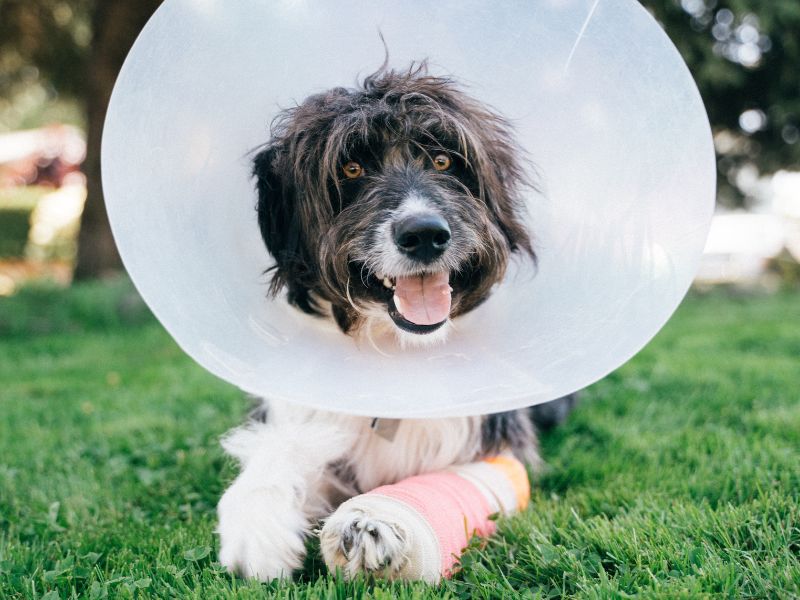 A black and white dog with a cone on its head