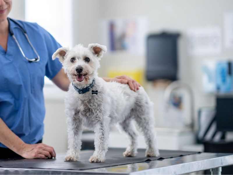 A person in a blue shirt is standing next to a white dog on a table