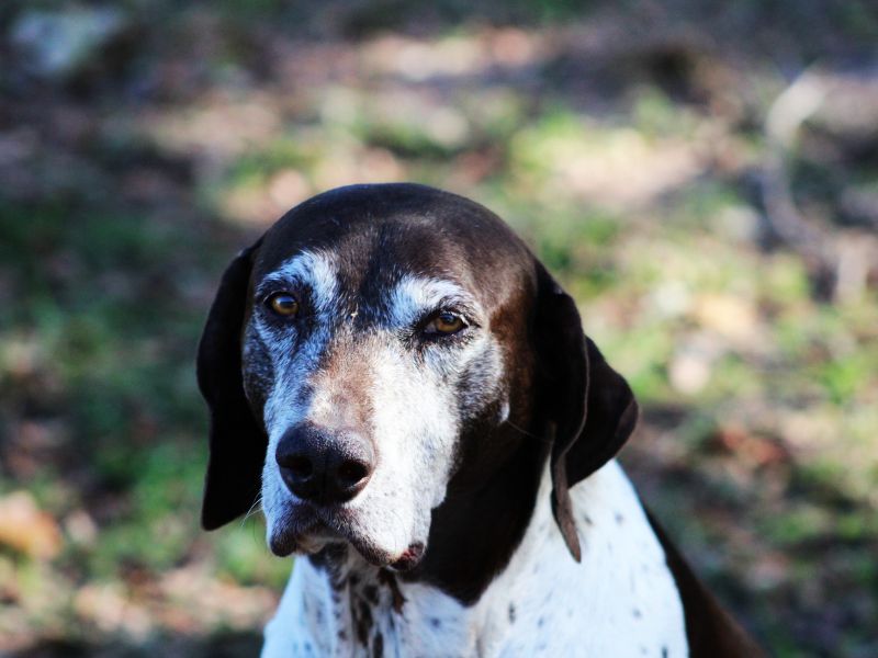 a brown and white dog sitting in the grass