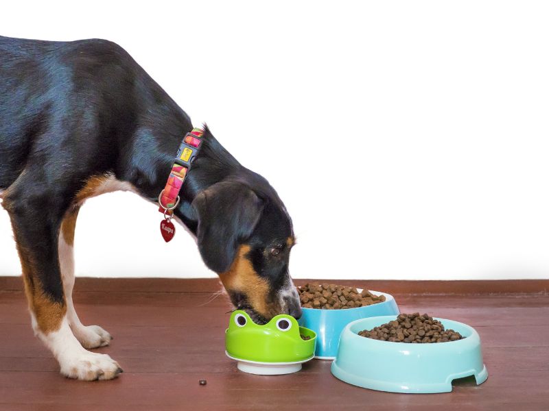 a dog eating out of a bowl with a frog on it