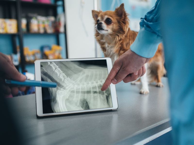 a dog looking at an x - ray on a tablet computer