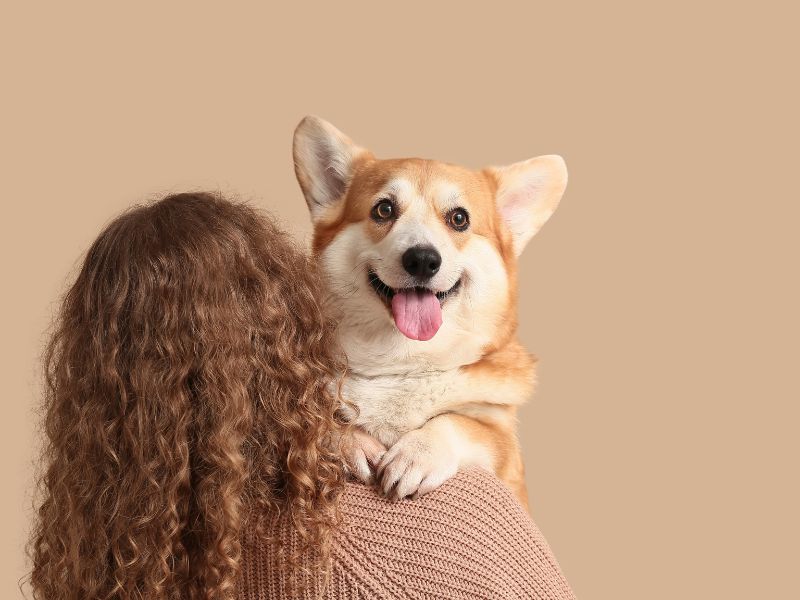 a person holding a corgi dog on their shoulder