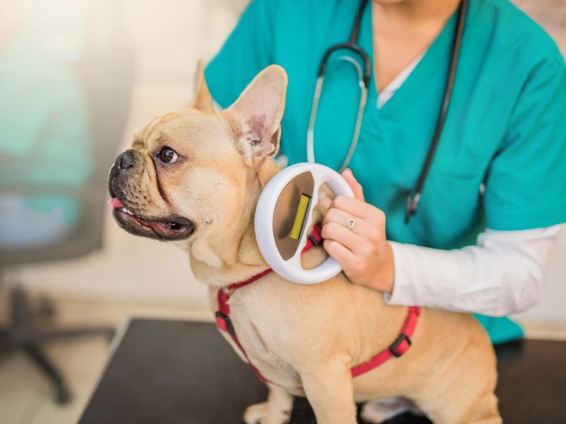 a person is petting a french bulldog with a stethoscope