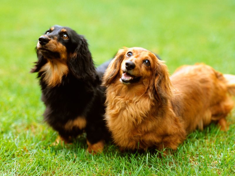 two long haired dachshunds sitting in the grass