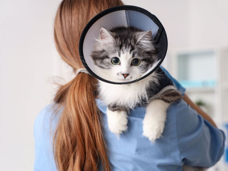 wearing a cone on her head holding a cat