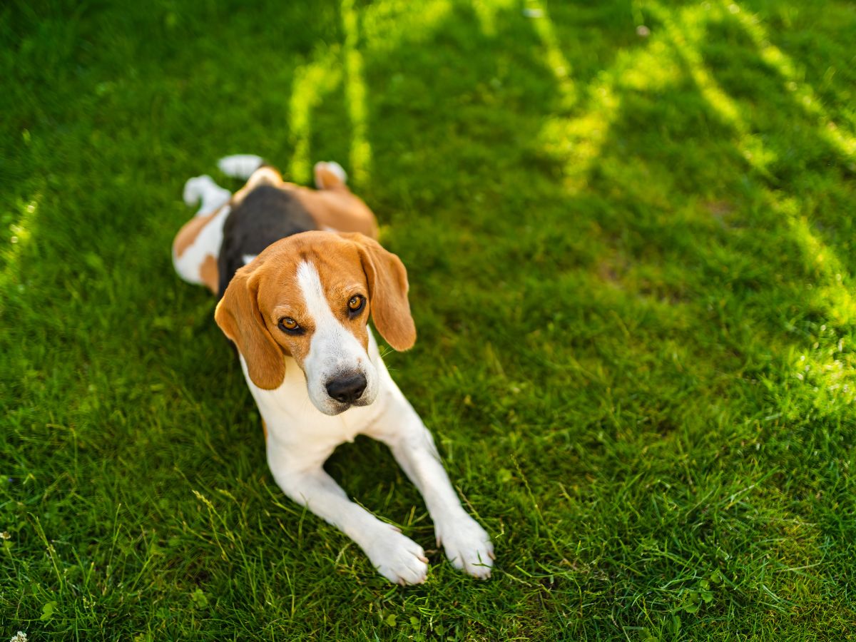 A beagle dog with brown, white, and black fur lies on a patch of green grass, looking directly at the viewer.