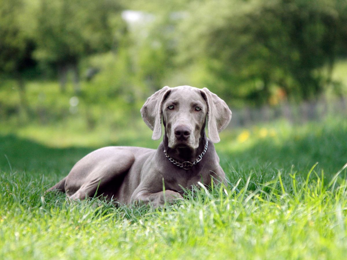 A silver-gray Weimaraner dog with a chain collar lies in green grass, facing forward.