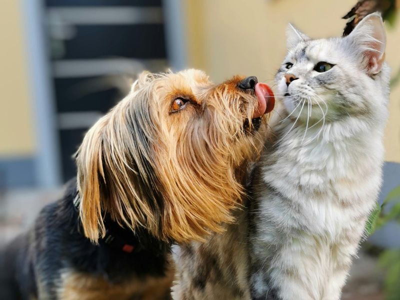 Small Dog trying to lick a cat